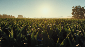 A wide angle view of a cornfield with the sun setting behind it